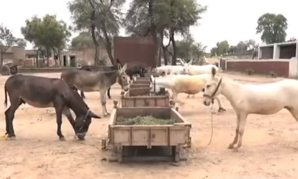 Donkey Farming in KPK to Raise Exports