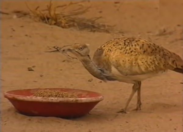 Govt Issues Taloor Hunting Permits to Arabs