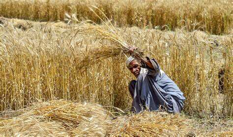 Wheat Crisis Unfolding in Punjab Province due to Floods