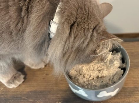 What Cat Food is Effective for Constipation